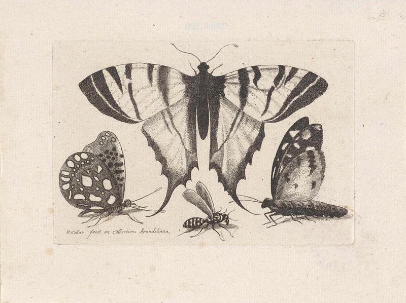 Gravura de Wenceslaus Hollar representando borboletas e uma vespa entre flores