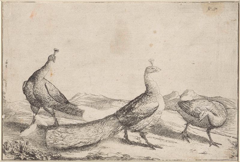 Tres pavos reales con plumas coloridas en un grabado de Unknown Artist