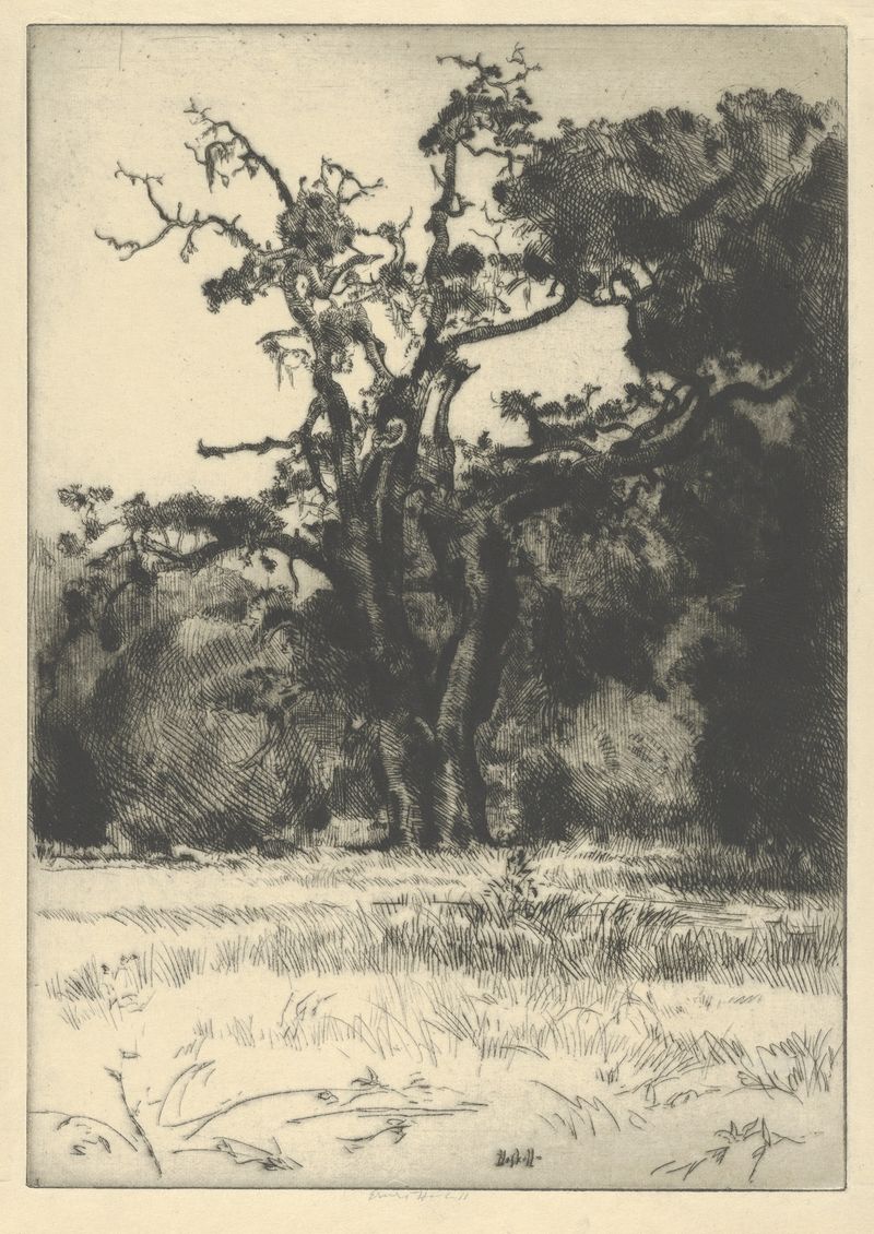 Dying White Oak de Ernest Haskell, acuarela sobre papel que representa un árbol retorcido.