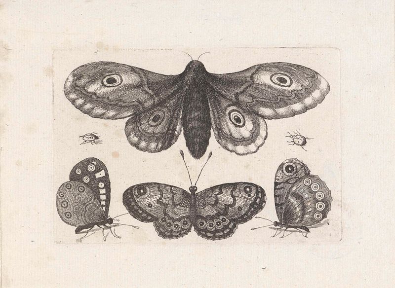 Gravura de Wenceslaus Hollar com uma mariposa e borboletas entre plantas