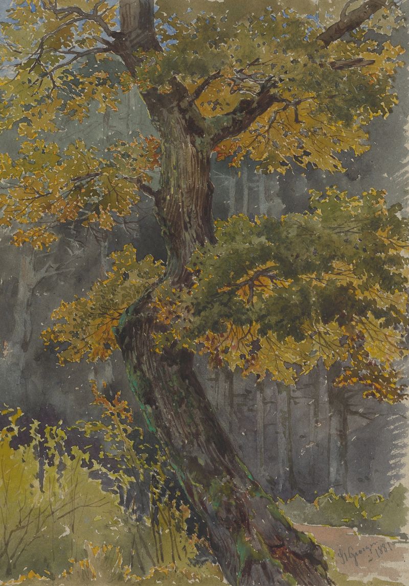 Study of Broadleaved Tree by Friedrich Carl von Scheidlin, oil painting depicting a majestic tree.