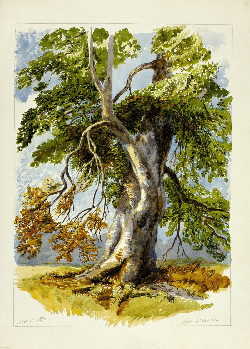 Gnarled Tree de After David Hall McKewan, pintura a óleo mostrando casca intrincada e luz.