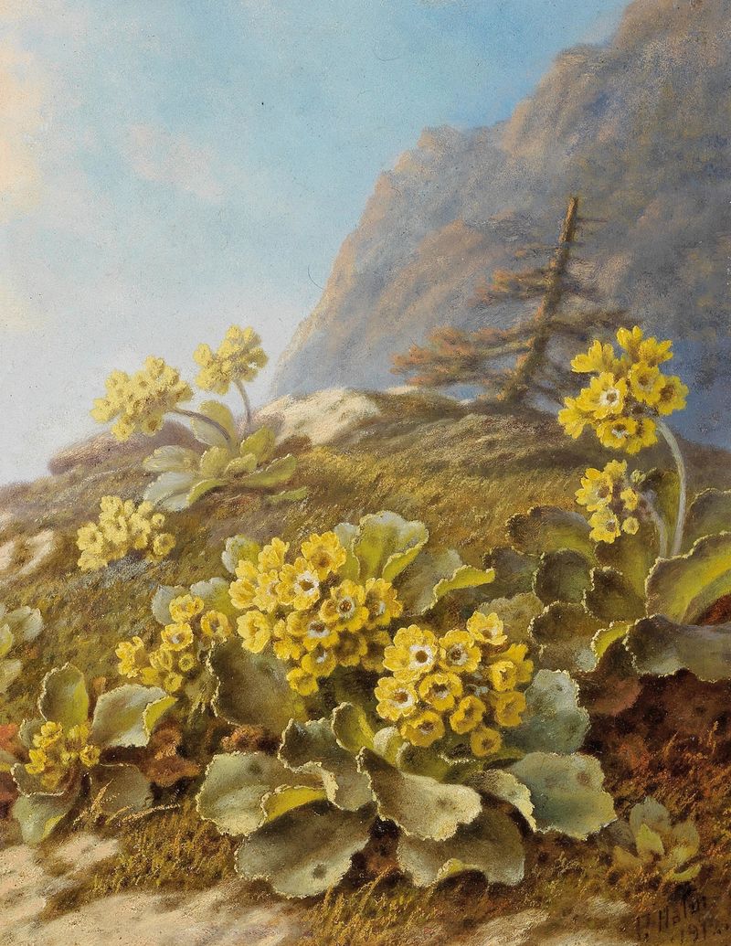 Botanical artwork 'Primula auricula' by Pauline Halm-Flechner, depicting vibrant flowers.
