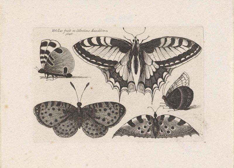 Vijf vlinders grabado de Wenceslaus Hollar que representa mariposas en vuelo