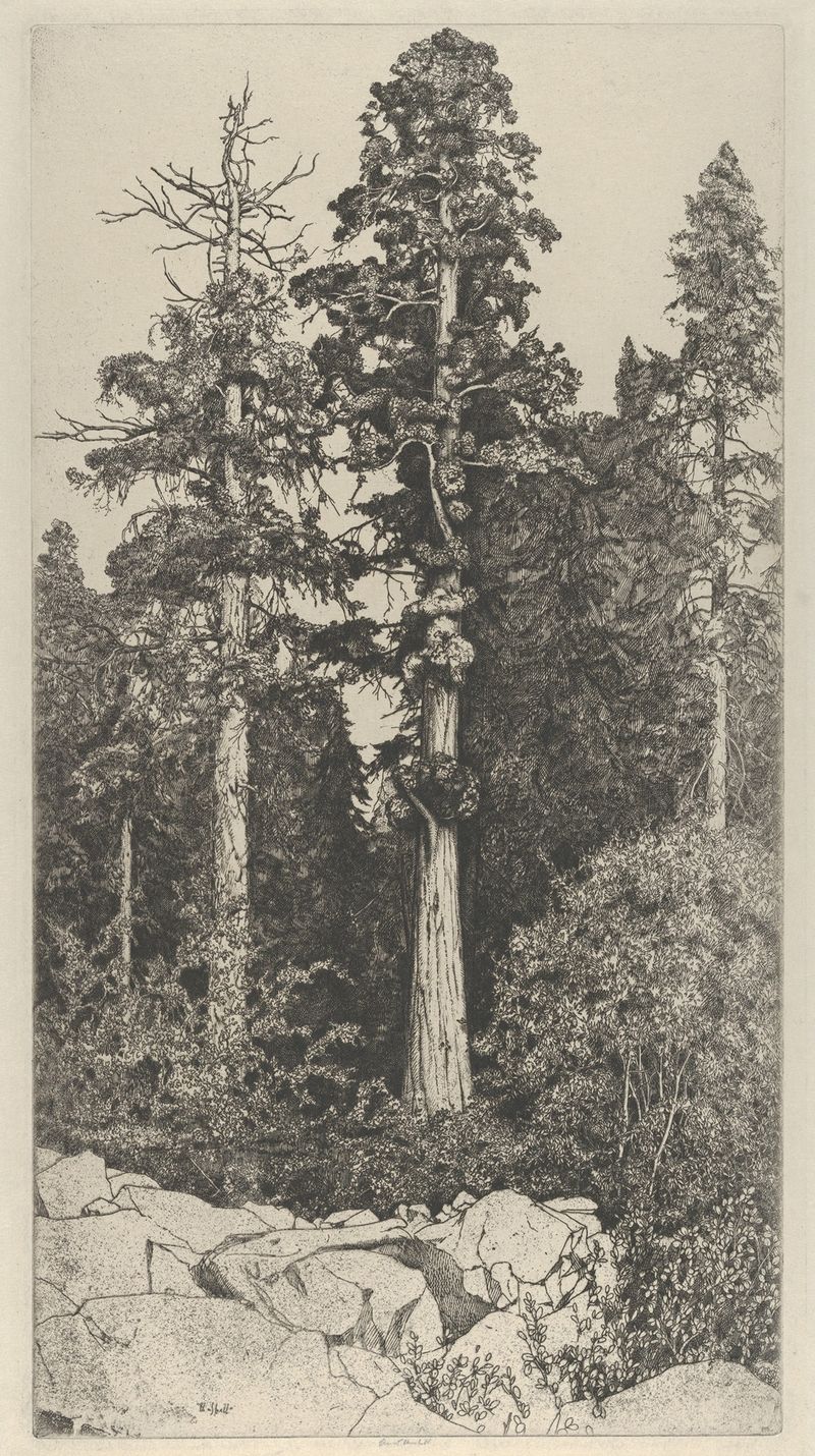 Acuarela de Ernest Haskell que representa un árbol sequoia en crecimiento