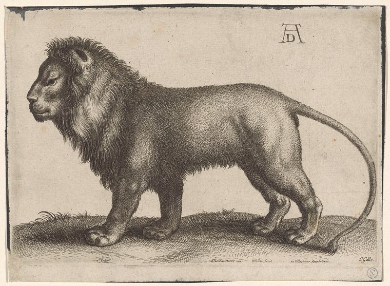 Gravura de Wenceslaus Hollar retratando um leão com uma juba fluida