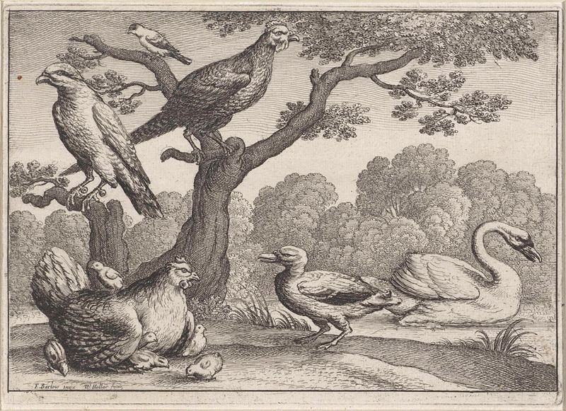 Grabado de Wenceslaus Hollar que representa un cisne con polluelos y otros pájaros