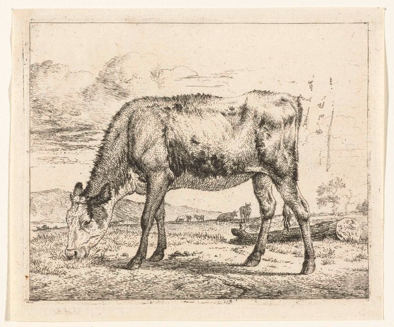 Calf in a pasture, etching by Adriaen van de Velde