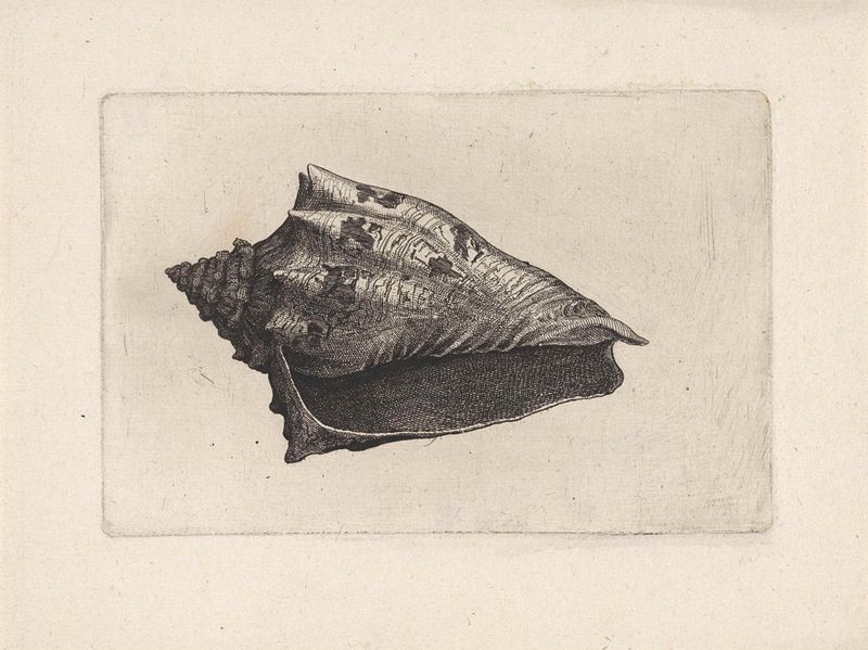 Gravura de Wenceslaus Hollar apresentando uma concha detalhada