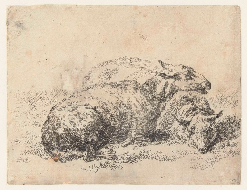 Duas ovelhas descansando na grama, gravura de Nicolaes Pietersz Berchem