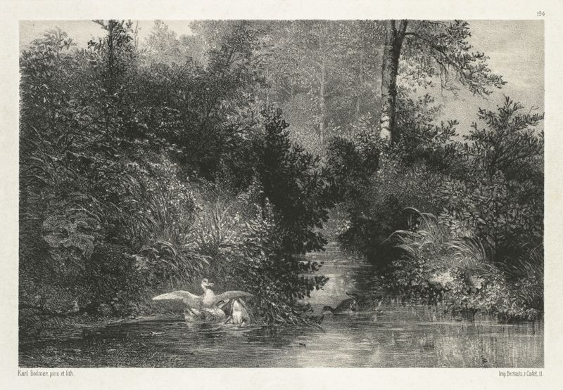 Patos flotando en un estanque tranquilo, acuarela de Karl Bodmer