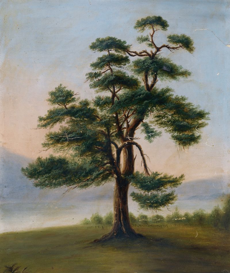 Cedar Tree, óleo sobre tela de F. Bindon Burton, apresentando um grande cedro e luz filtrada.
