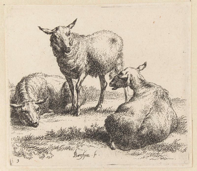 Três ovelhas em uma paisagem, gravura de Nicolaes Pietersz Berchem