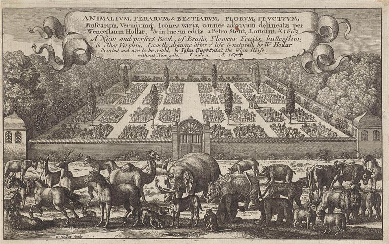Gravura de Wenceslaus Hollar apresentando plantas e animais entrelaçados.