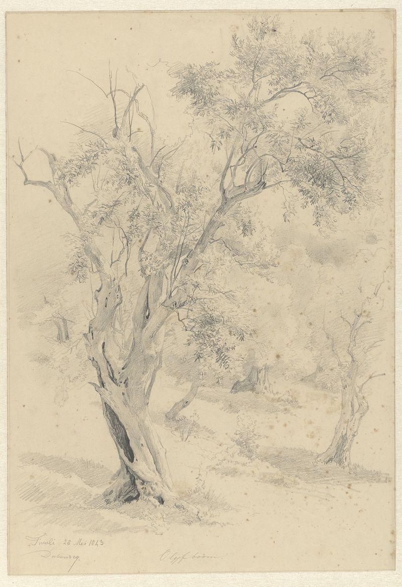 Olijfboom, te Tivoli de Pierre Louis Dubourcq, óleo sobre tela que retrata uma oliveira em uma paisagem serena.