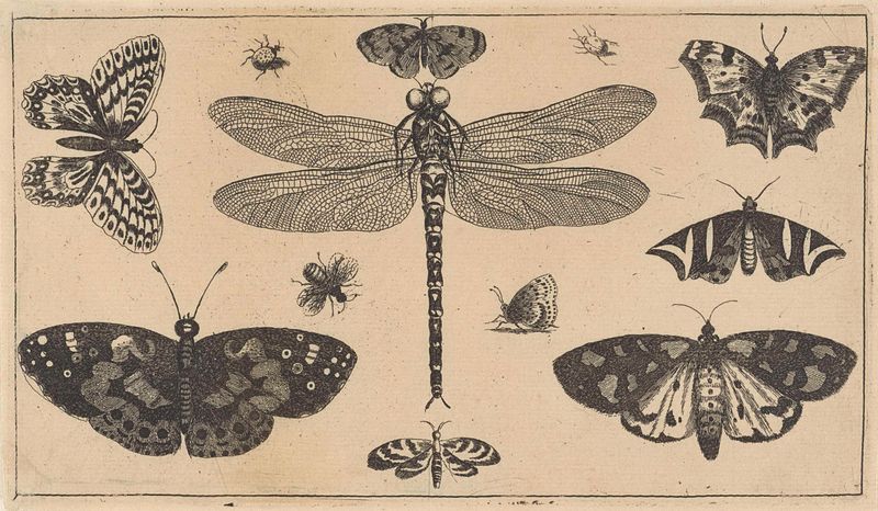 Gravura de Wenceslaus Hollar com uma libélula e besouros entre a folhagem