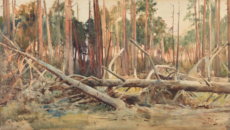 Pine forest by Julian Falat, oil painting depicting tall trees and dappled light