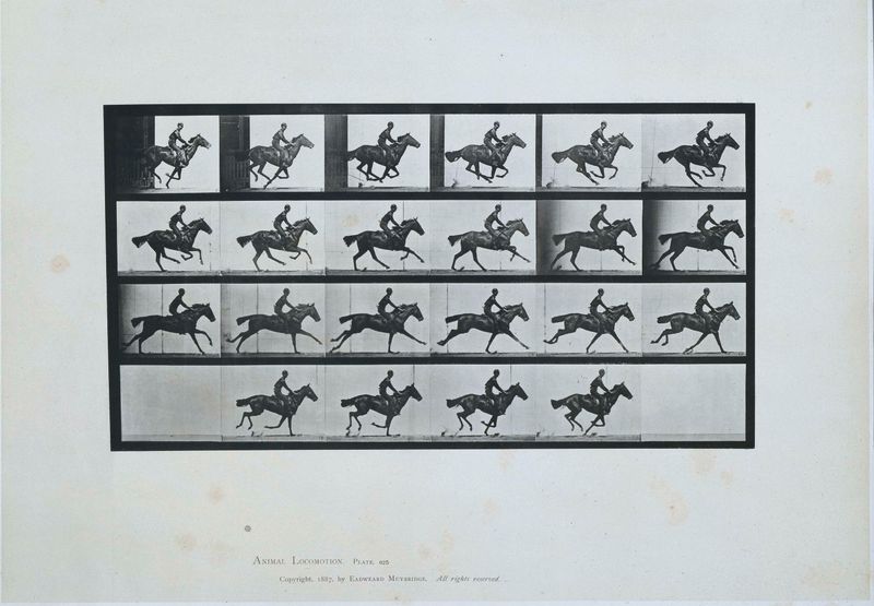 Thoroughbred bay horse in motion, capturing strength and grace by Eadweard Muybridge