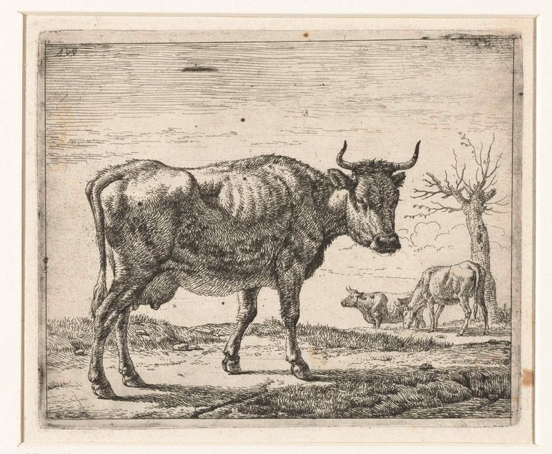 Gravura de Adriaen van de Velde mostrando vacas ao sol e na grama