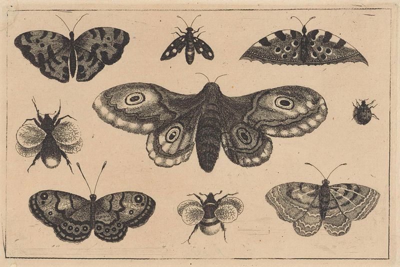 Gravura de Wenceslaus Hollar com uma mariposa e vários insetos