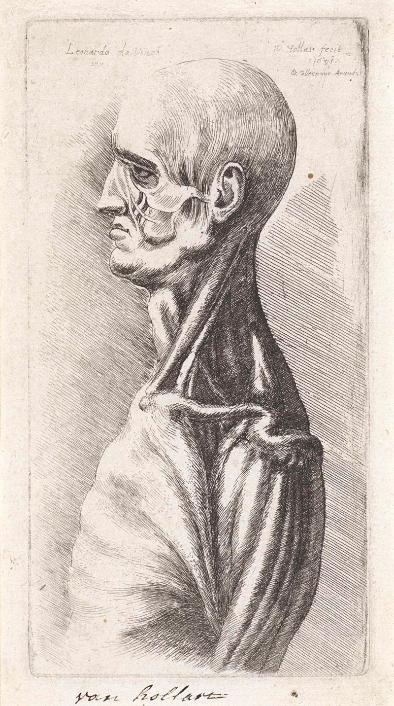 Estudio anatómico de la cabeza y los hombros de un hombre, grabado de Wenceslaus Hollar