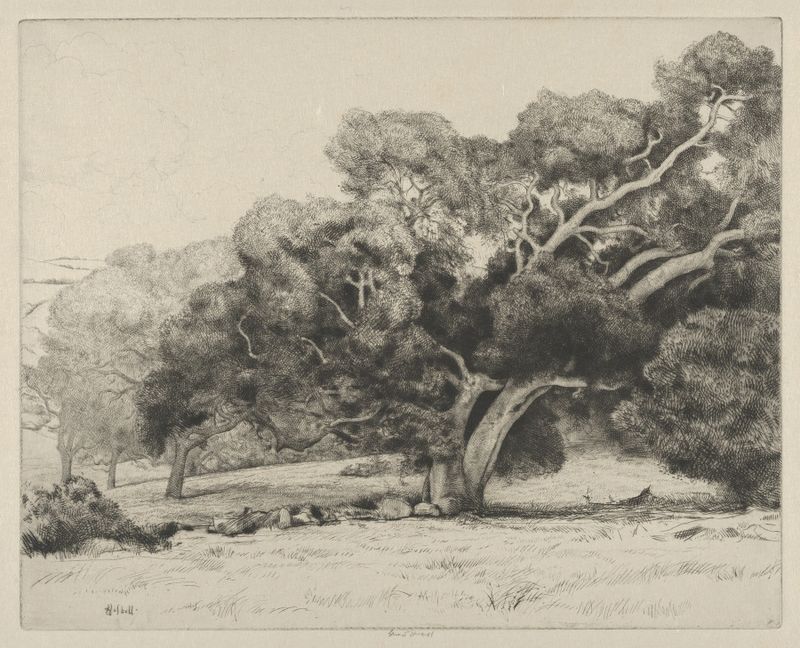 Large Live Oak de Ernest Haskell, aquarela sobre papel, retratando um carvalho retorcido com luz e sombras.