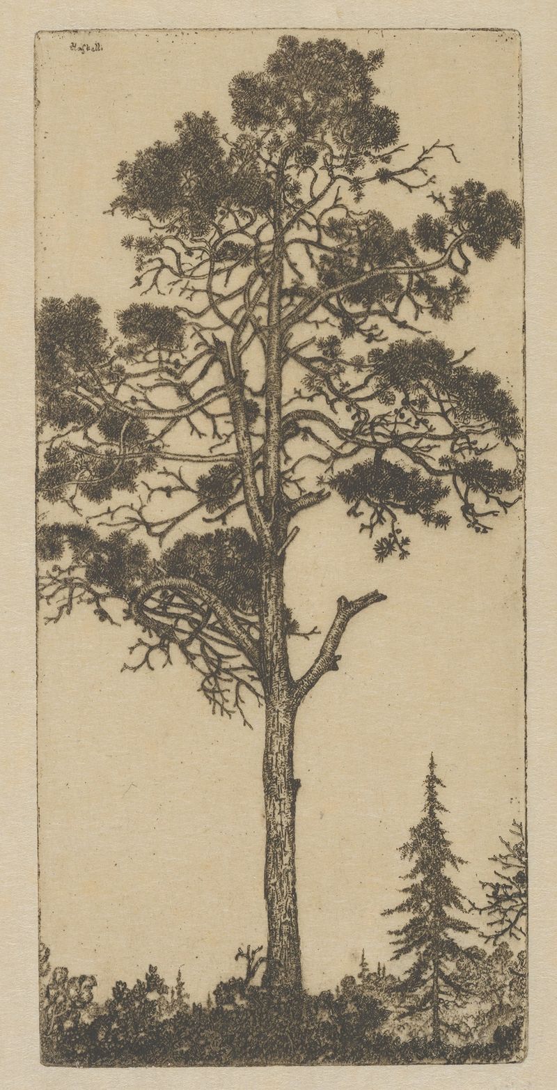 Little Pitch Pine de Ernest Haskell, aquarela sobre papel que retrata uma cena florestal tranquila.