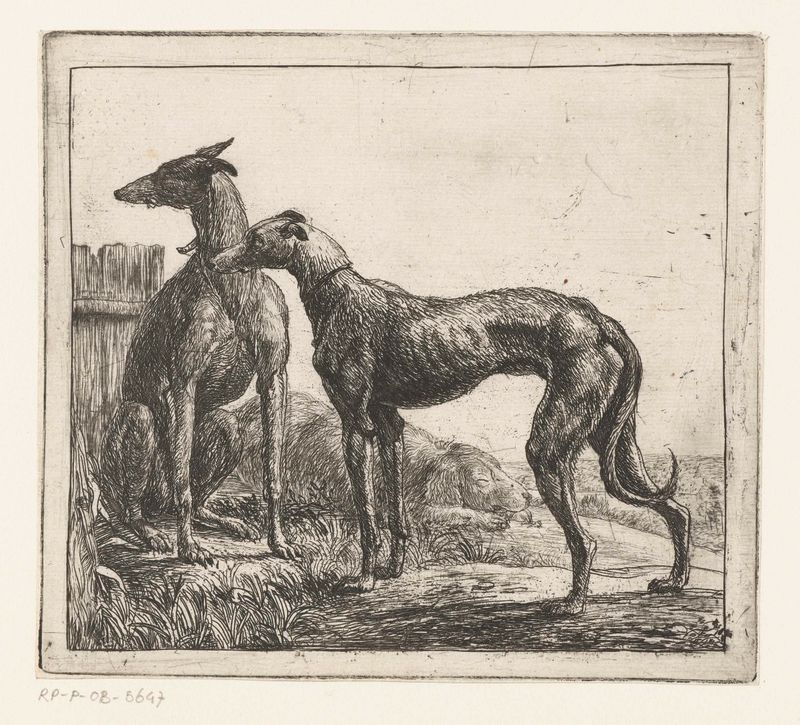 Two greyhounds reclining in greenery, drypoint by Simon de Vlieger
