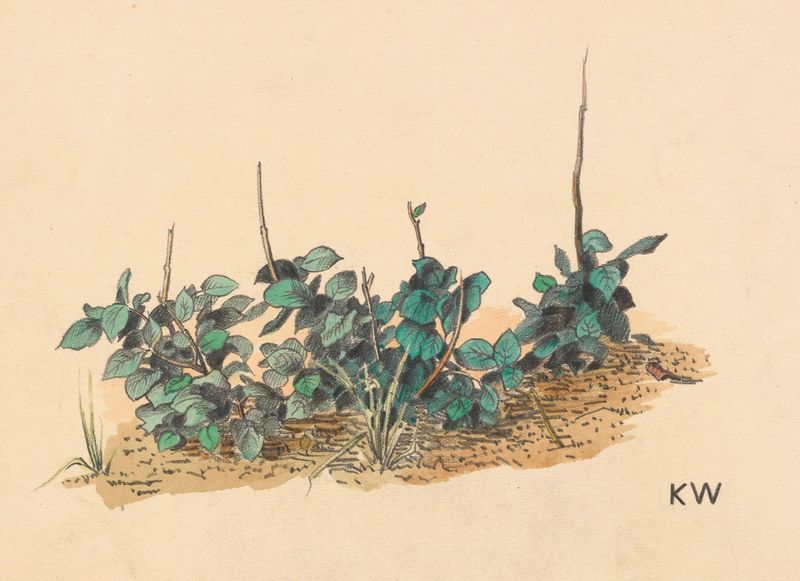Botanical artwork by Karl Wiener, featuring vibrant greens and exaggerated plant forms.
