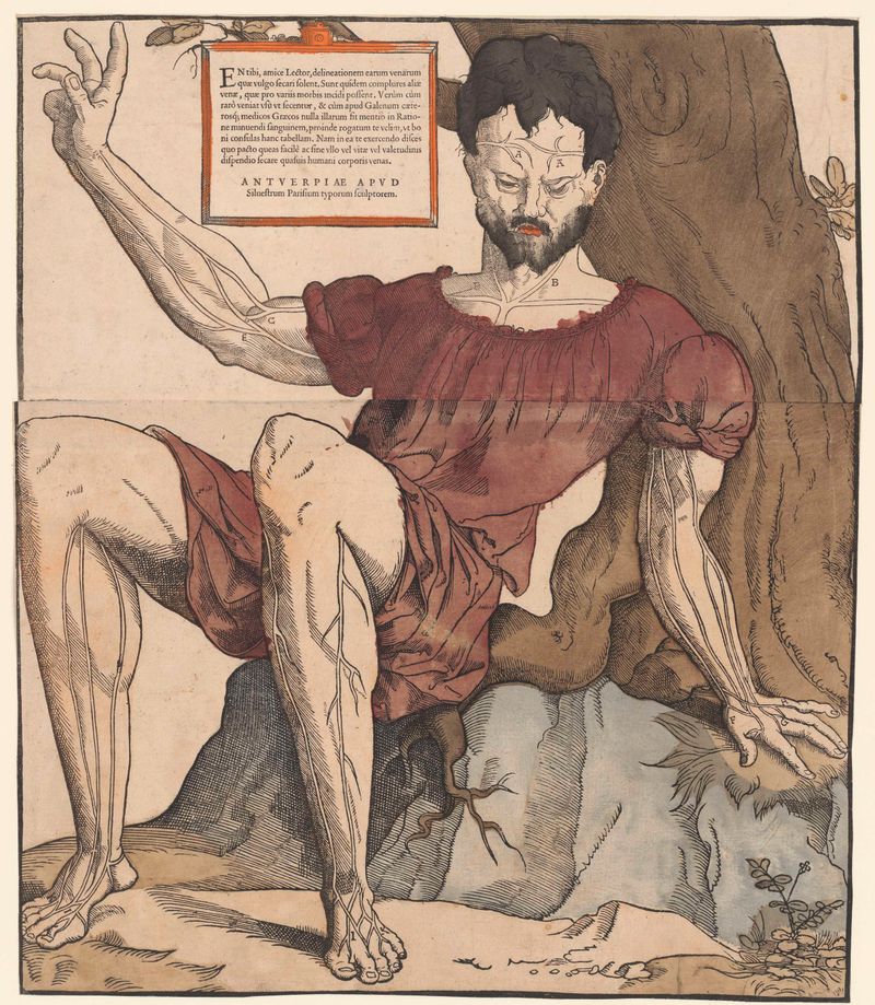 Grabado de Cornelis Anthonisz que representa la anatomía humana con venas intrincadas.