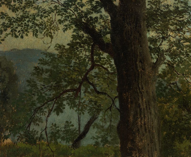 Botanical study of an oak tree by Georg Wilhelm Issel