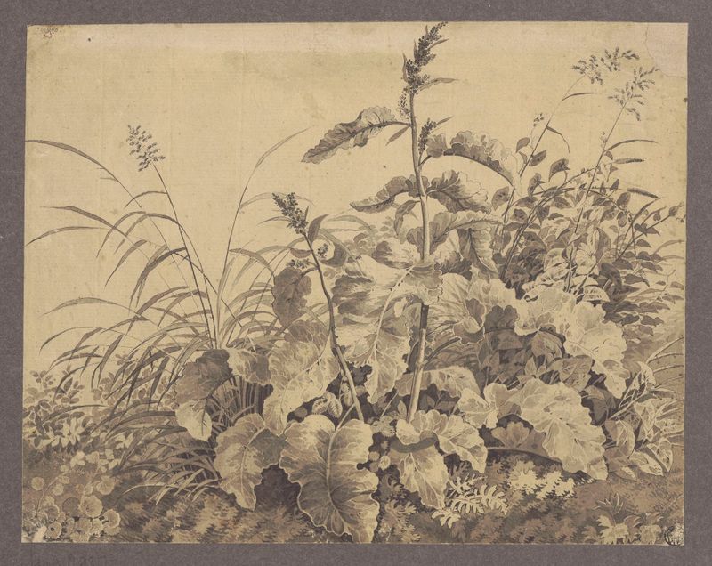 Study of meadow plants by Jan Krzysztof Damel, watercolor on paper depicting detailed flora.