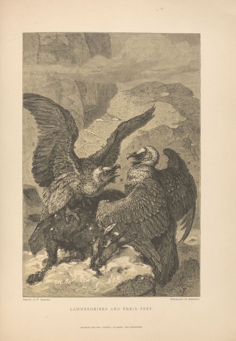 Lammergeiers and their prey, oil on canvas by Theodor Gsell Fels