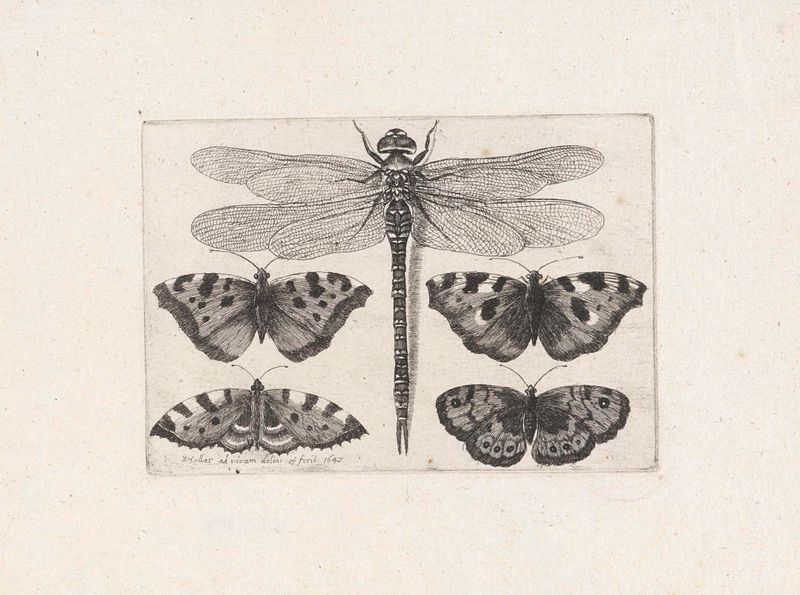 Grabado de Wenceslaus Hollar que representa una libélula y mariposas