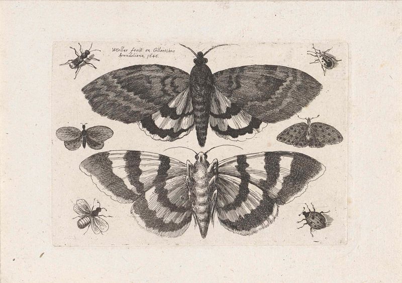 Gravura de Wenceslaus Hollar mostrando mariposas e insetos
