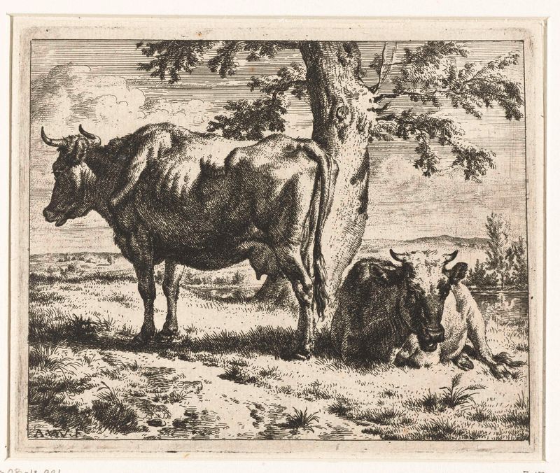 Two cows resting under a tree, etching by Adriaen van de Velde