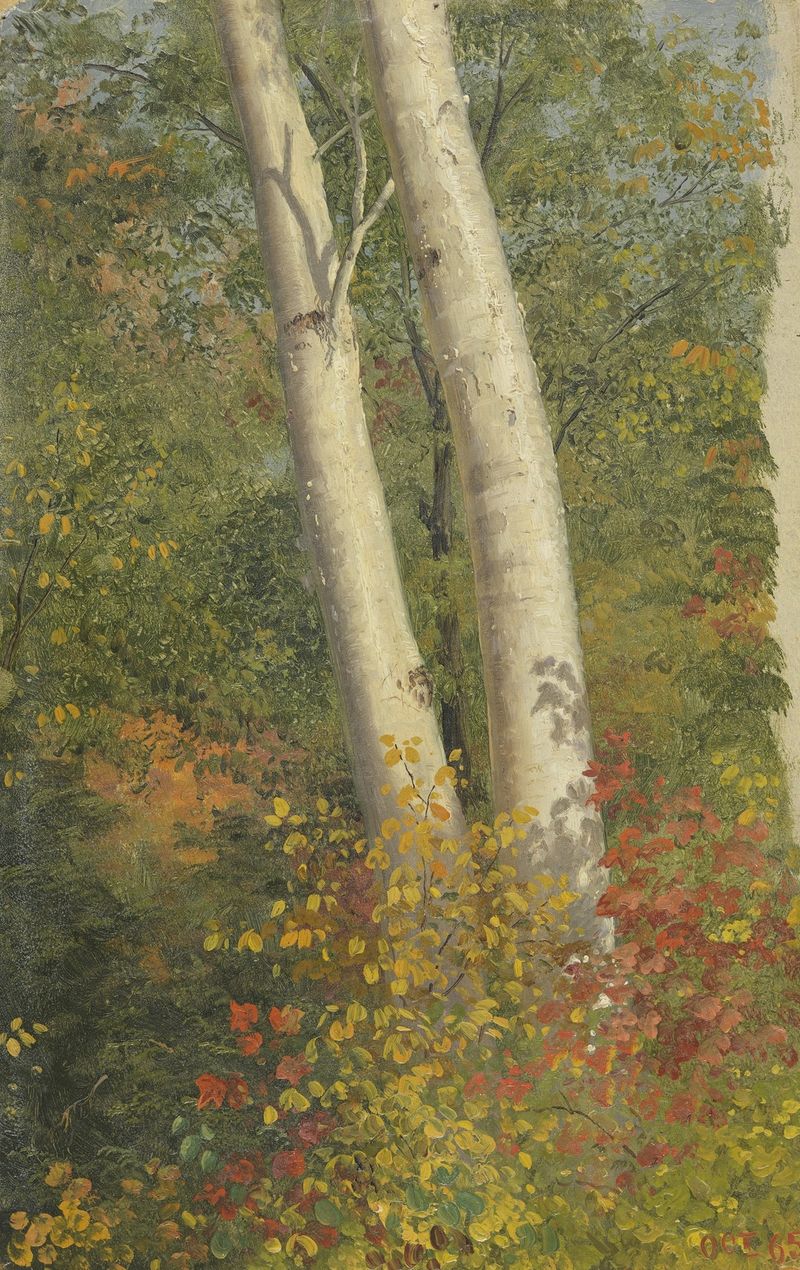 Birch Trees in Autumn de Frederic Edwin Church, pintura a óleo de árvores de bétula com folhagem dourada.