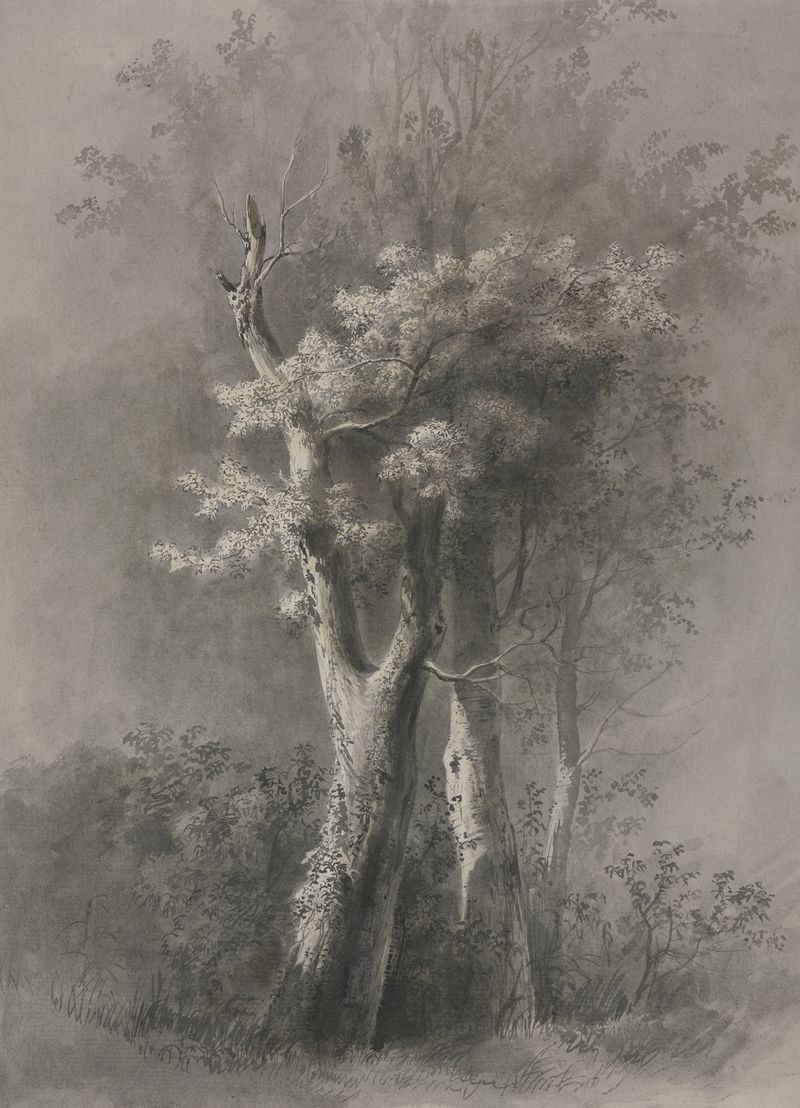 Study of Trees de Jean-Jacques de Boissieu, tinta sobre papel, apresentando ramos intrincados de árvores.