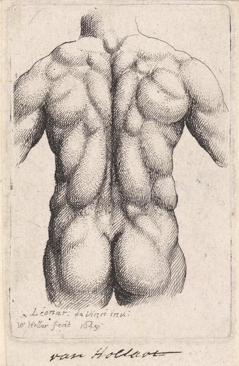 Estudio anatómico del torso de un hombre, grabado de Wenceslaus Hollar