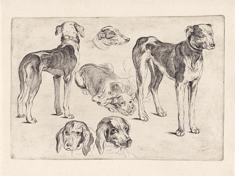 Grabado de Wenceslaus Hollar que muestra perros de caza con anatomía detallada.