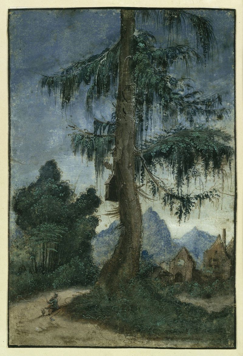 Landscape with spruce de Albrecht Altdorfer, óleo sobre madeira, apresentando um alto abeto e colinas onduladas.
