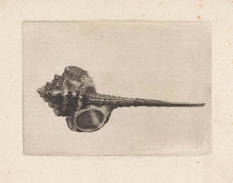 Grabado de concha murex de Wenceslaus Hollar