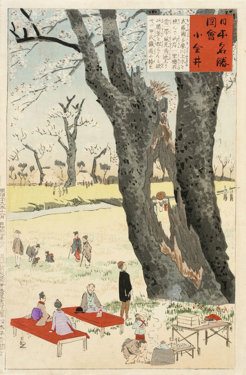 Koganei, Cherry Blossoms de Kobayashi Kiyochika, ukiyo-e que representa flores de cerezo contra un cielo sereno.