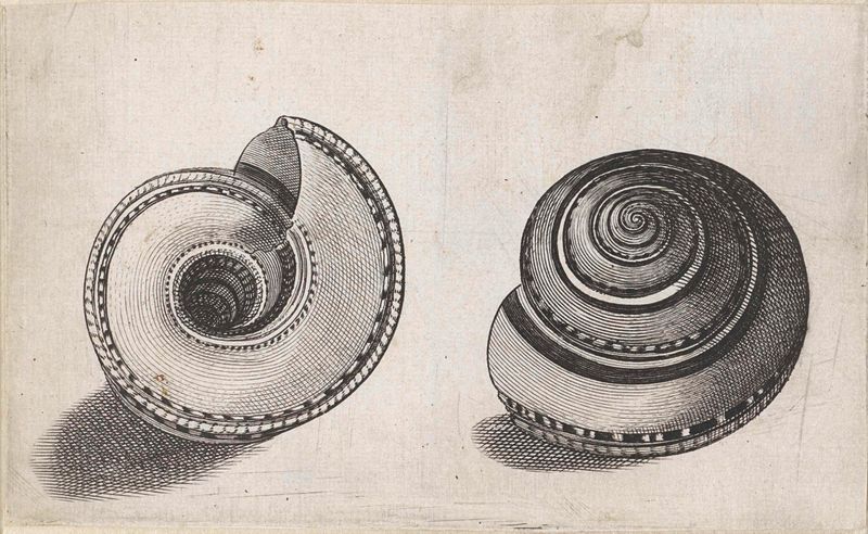 Gravura de Wenceslaus Hollar retratando uma concha detalhada com padrões em espiral
