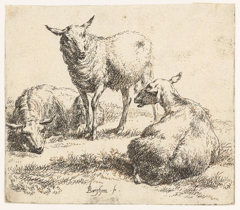 Tres ovejas pastando en un paisaje, grabado de Nicolaes Pietersz Berchem