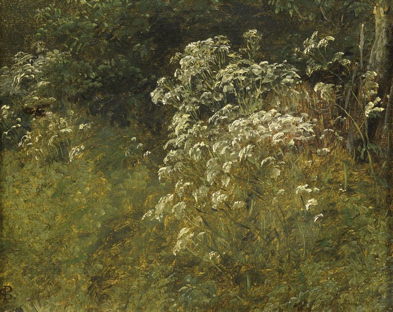 Estudio botánico de la flor de vaca por P. C. Skovgaard, medio desconocido