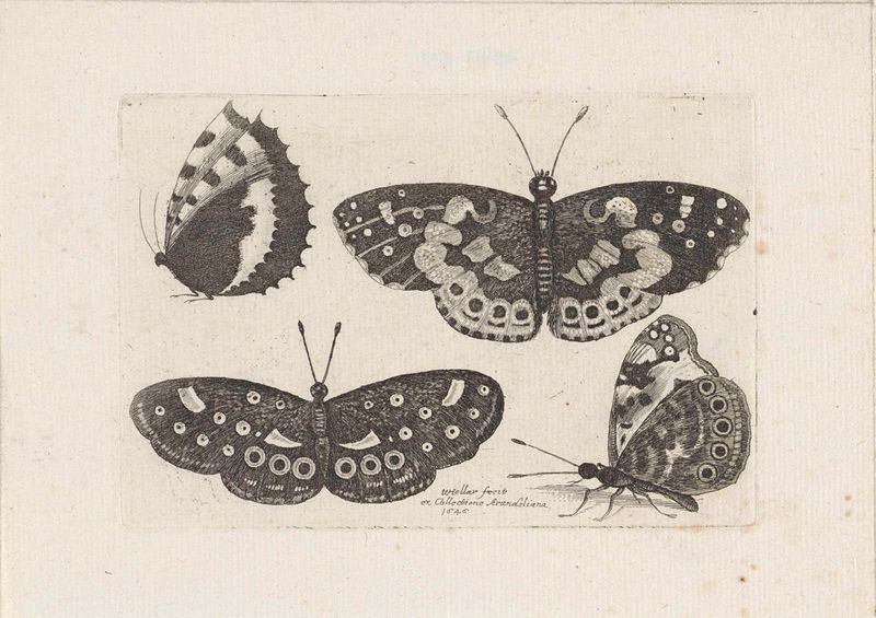 Grabado Vier vlinders de Wenceslaus Hollar con cuatro mariposas sobre un fondo apagado