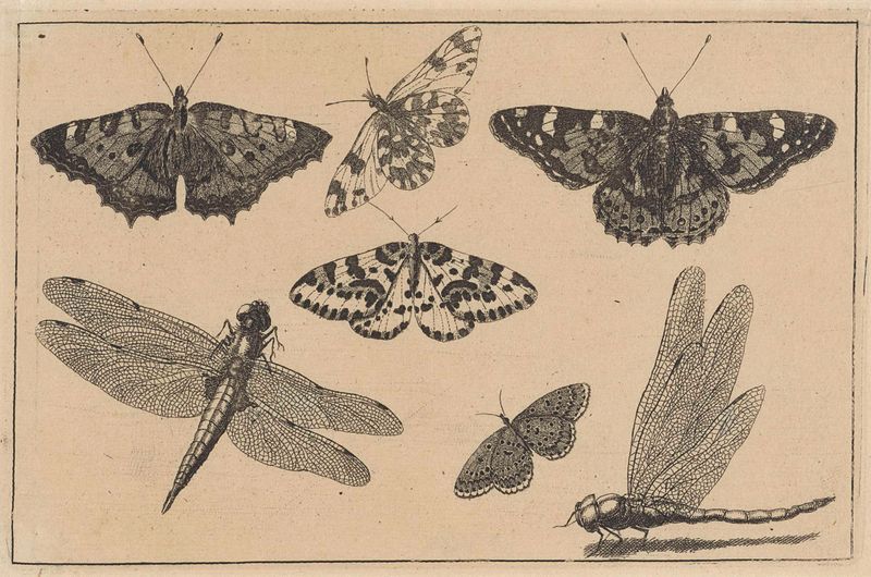 Etching by Wenceslaus Hollar featuring dragonflies and butterflies