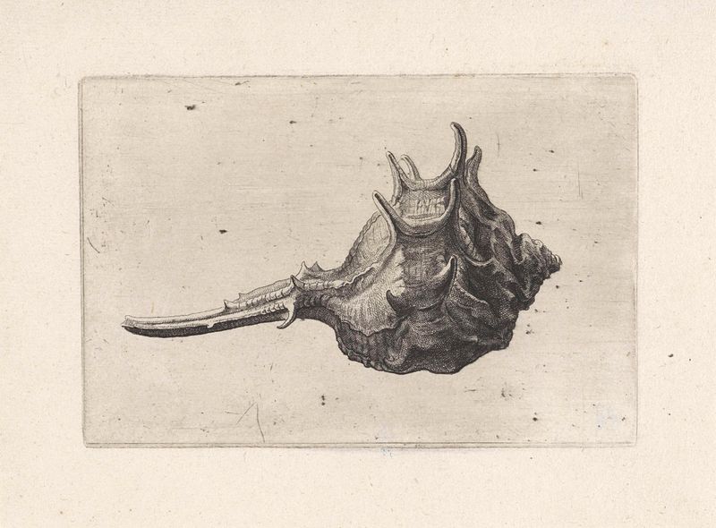 Grabado de una concha de murex por Wenceslaus Hollar