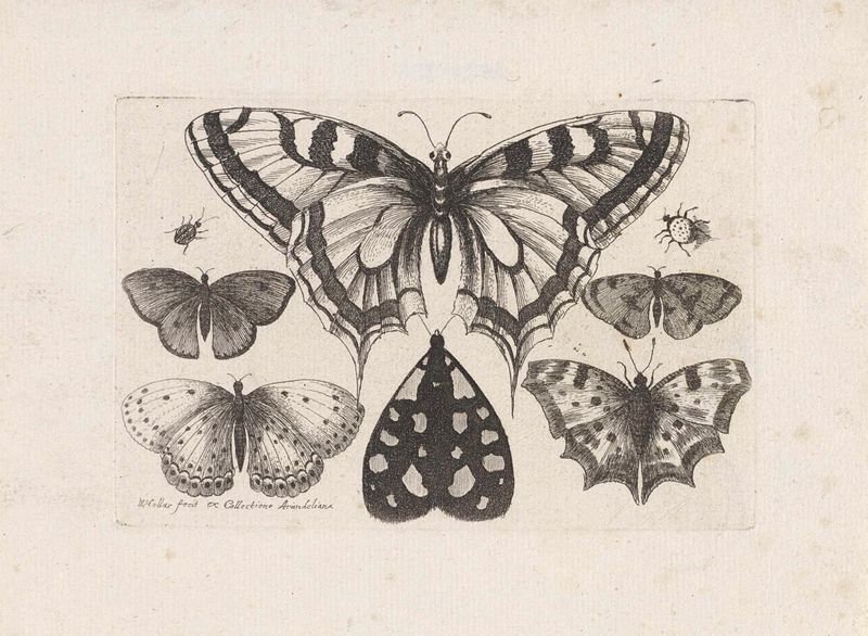 Gravura de Wenceslaus Hollar mostrando borboletas, um besouro e uma mariposa